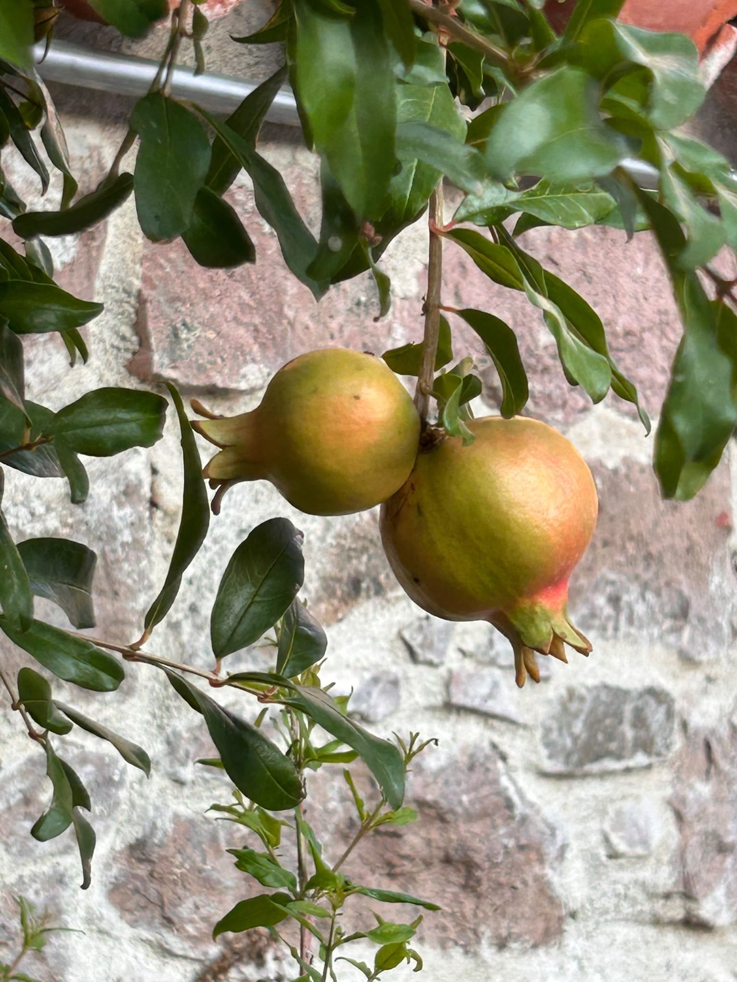 Avludaki nar ağacı, Cunda