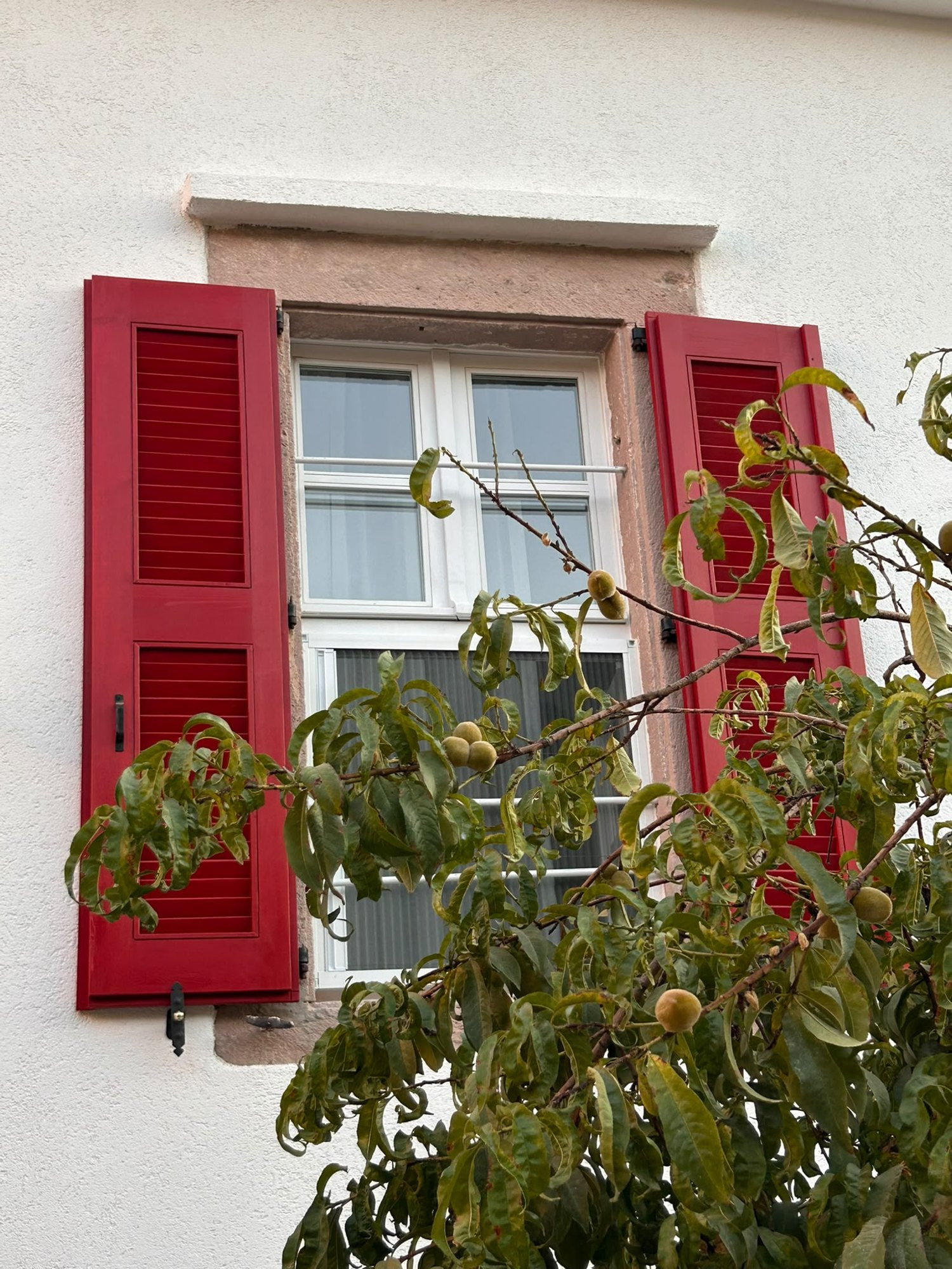 Kırmızı panjurlu pencere ve meyve ağacı, Cunda